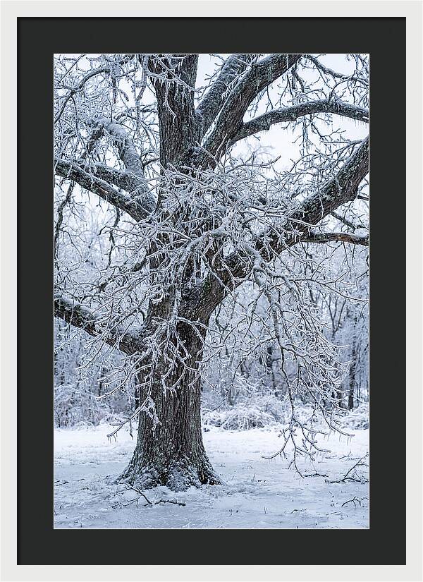 Weathered Beauty In Ice