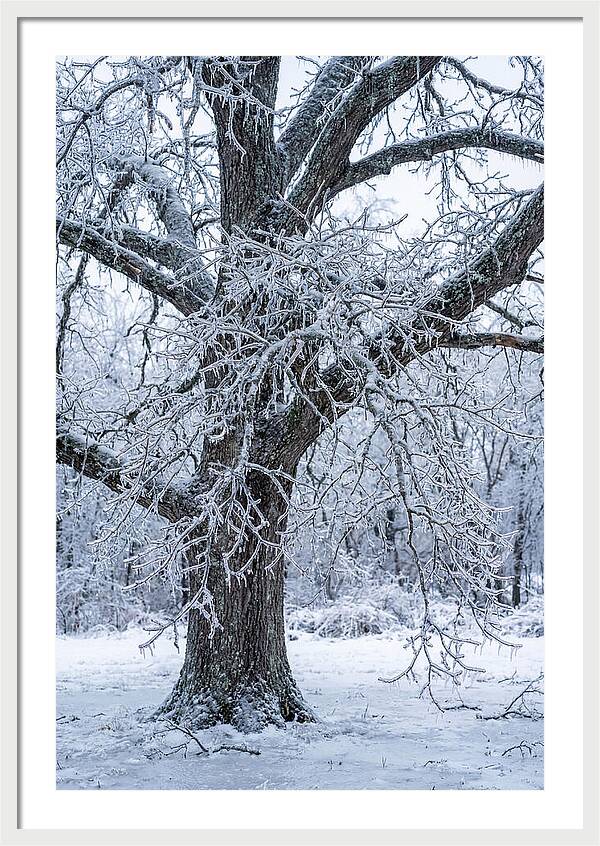 Weathered Beauty In Ice