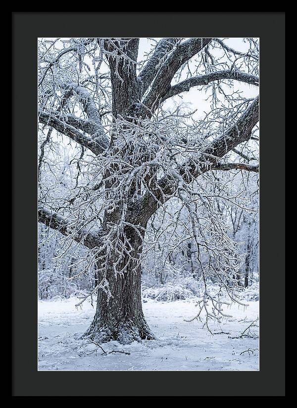 Weathered Beauty In Ice