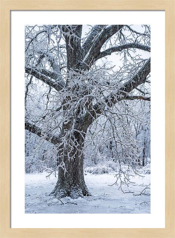 Weathered Beauty In Ice