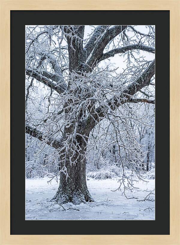 Weathered Beauty In Ice