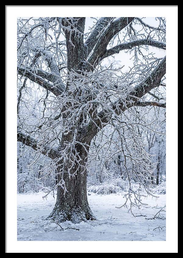 Weathered Beauty In Ice