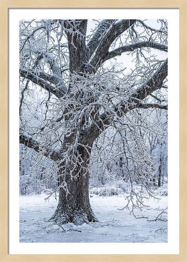 Weathered Beauty In Ice