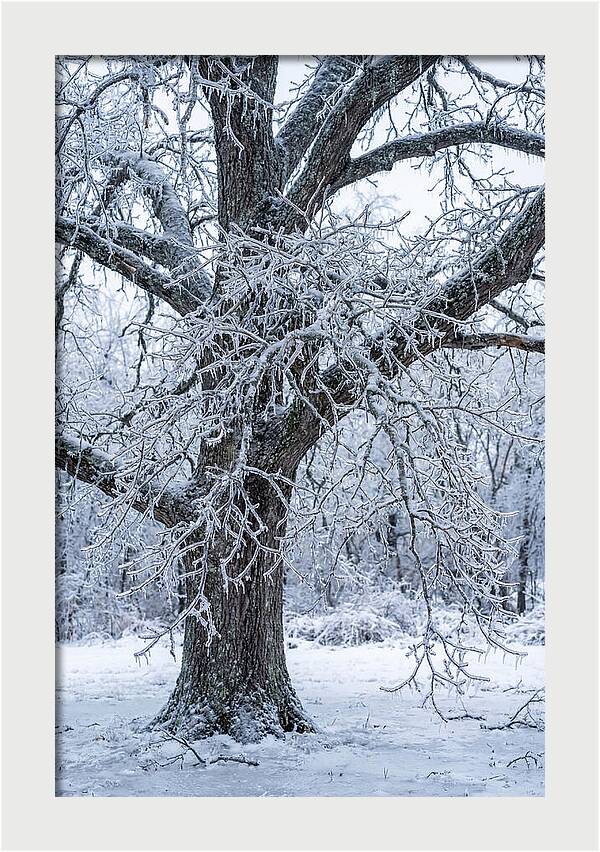 Weathered Beauty In Ice