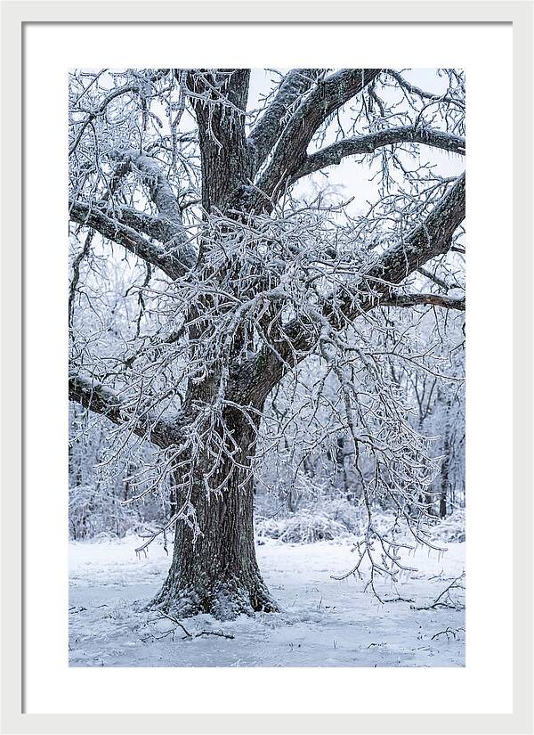 Weathered Beauty In Ice