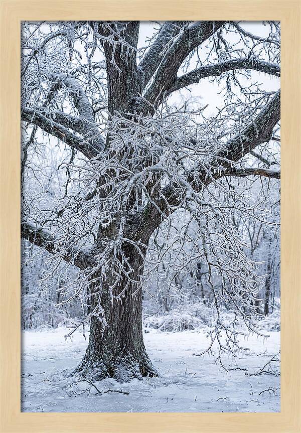 Weathered Beauty In Ice