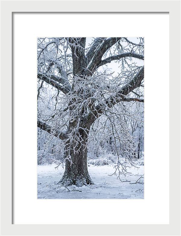 Weathered Beauty In Ice