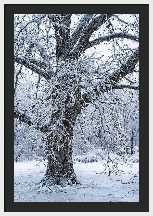 Weathered Beauty In Ice