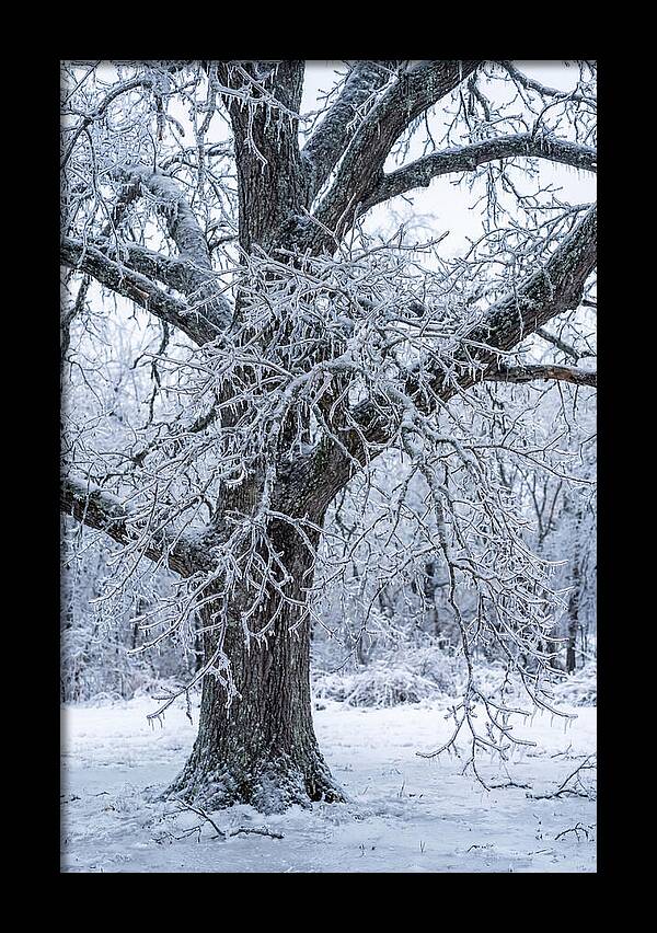 Weathered Beauty In Ice