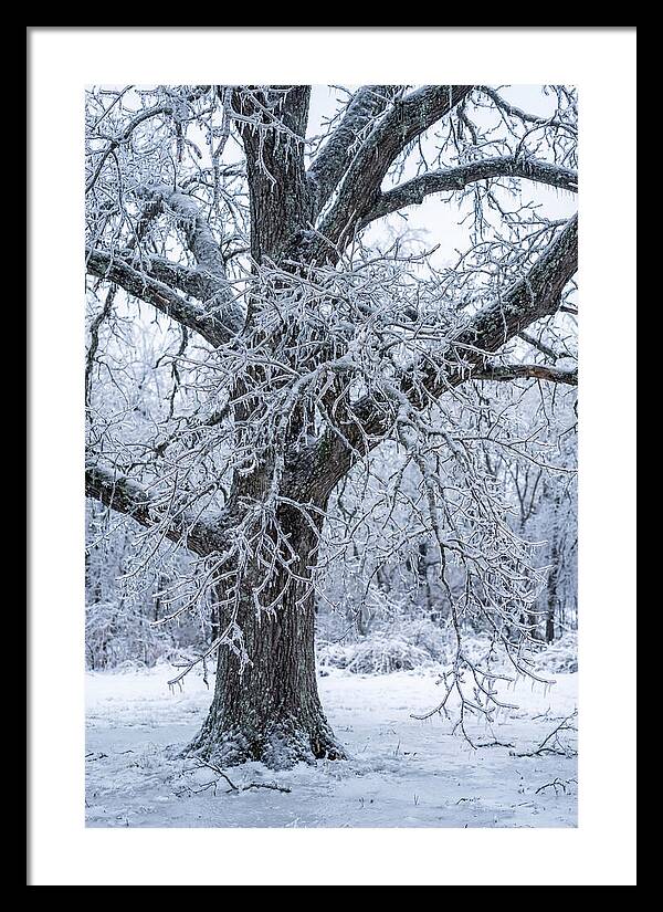 Weathered Beauty In Ice