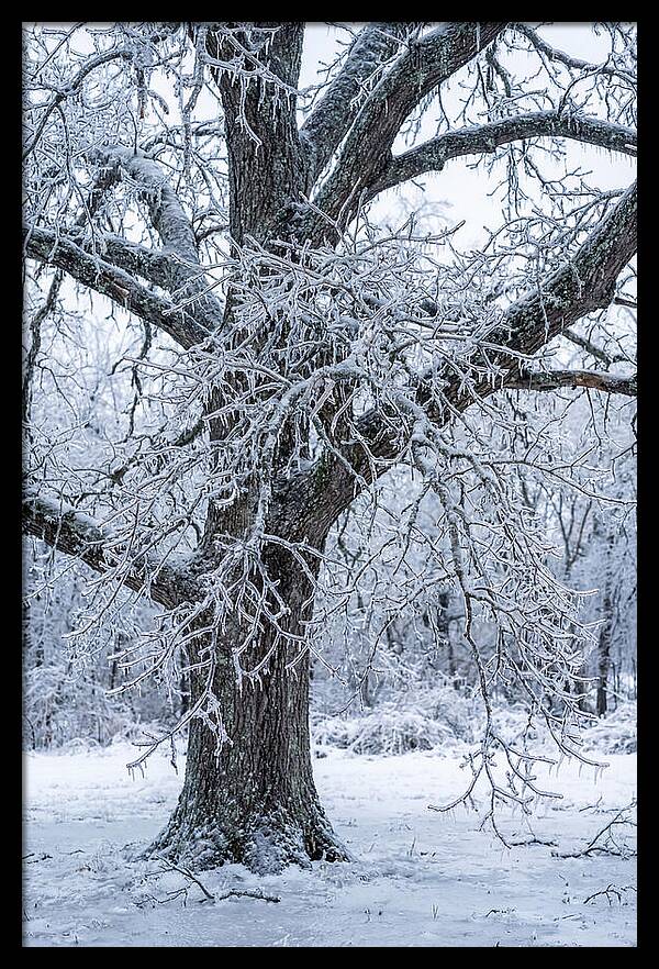 Weathered Beauty In Ice