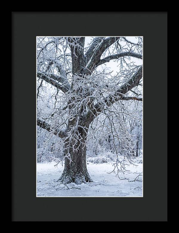 Weathered Beauty In Ice