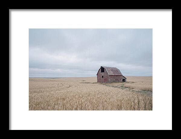 Weathered Red Barn In Golden Field