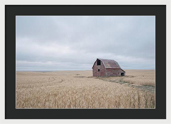 Weathered Red Barn In Golden Field
