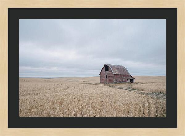 Weathered Red Barn In Golden Field