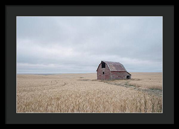 Weathered Red Barn In Golden Field