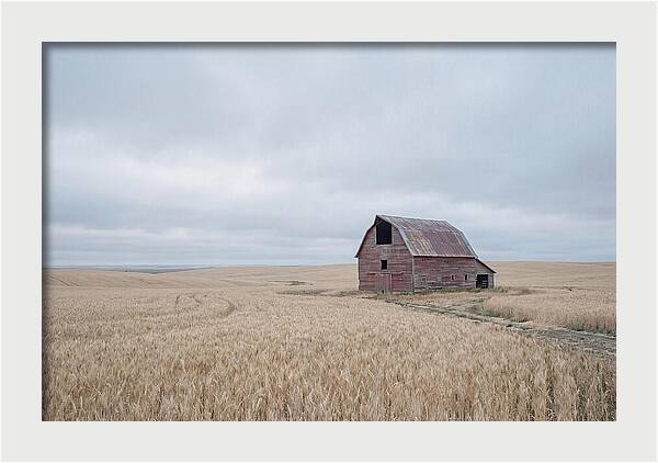 Weathered Red Barn In Golden Field