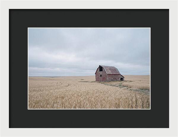 Weathered Red Barn In Golden Field