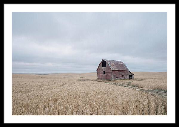 Weathered Red Barn In Golden Field