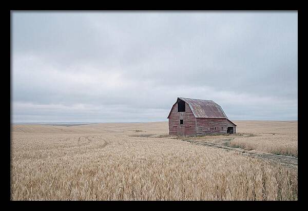 Weathered Red Barn In Golden Field