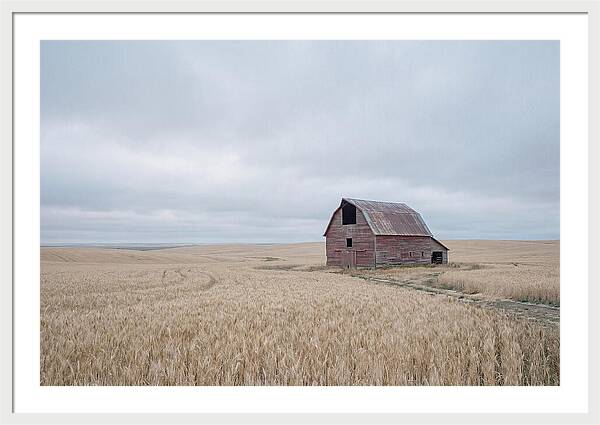 Weathered Red Barn In Golden Field