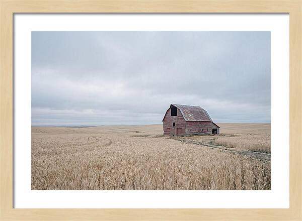 Weathered Red Barn In Golden Field