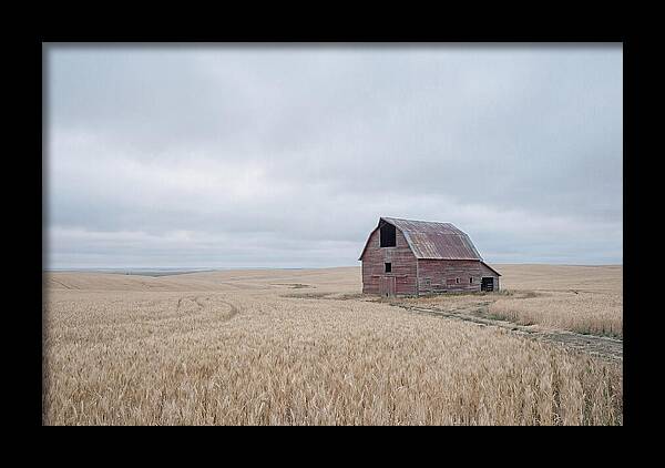 Weathered Red Barn In Golden Field