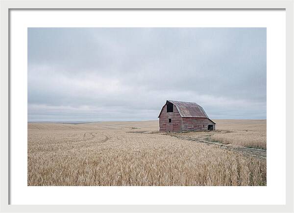 Weathered Red Barn In Golden Field