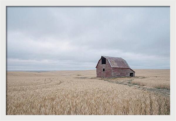 Weathered Red Barn In Golden Field