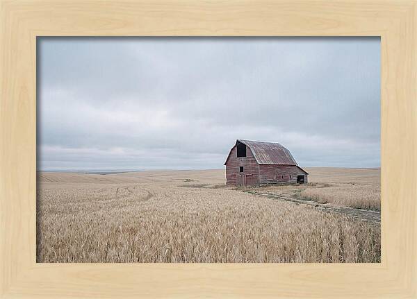 Weathered Red Barn In Golden Field