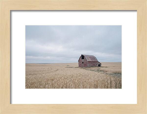 Weathered Red Barn In Golden Field