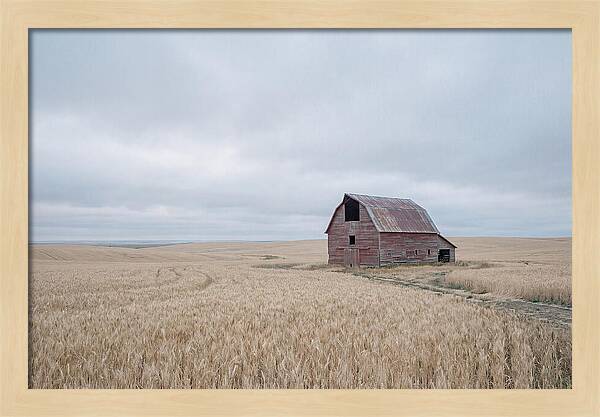 Weathered Red Barn In Golden Field