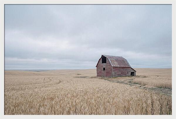 Weathered Red Barn In Golden Field