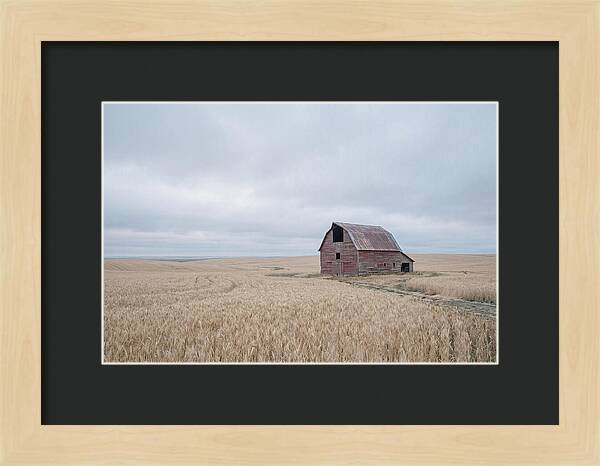 Weathered Red Barn In Golden Field