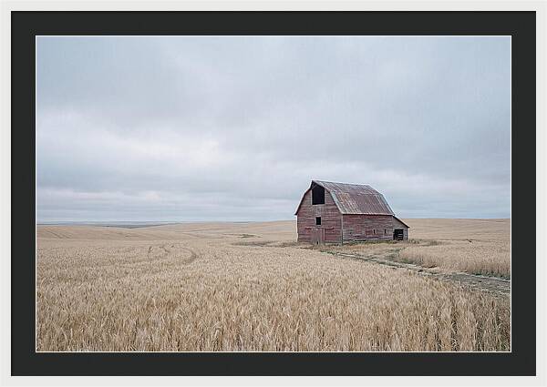 Weathered Red Barn In Golden Field