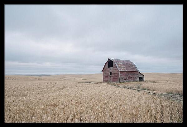Weathered Red Barn In Golden Field