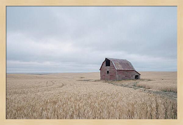 Weathered Red Barn In Golden Field