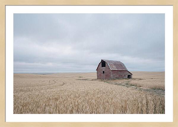 Weathered Red Barn In Golden Field