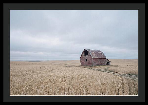 Weathered Red Barn In Golden Field