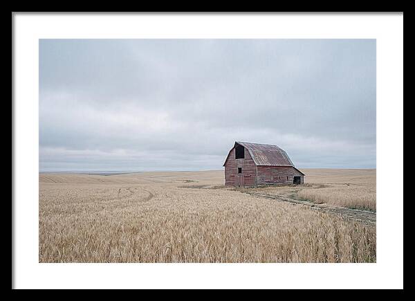 Weathered Red Barn In Golden Field