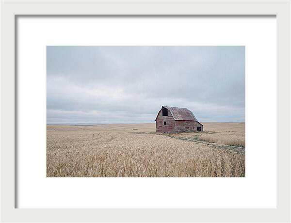 Weathered Red Barn In Golden Field