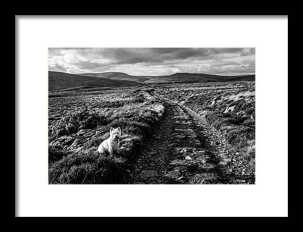 West Highland Terrier On Scottish Moor
