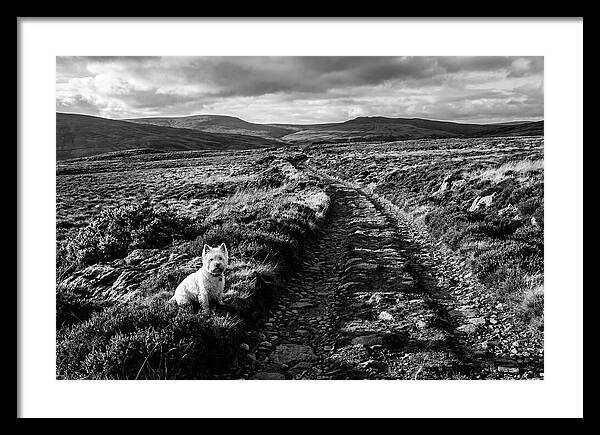 West Highland Terrier On Scottish Moor