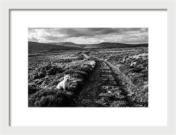 West Highland Terrier On Scottish Moor