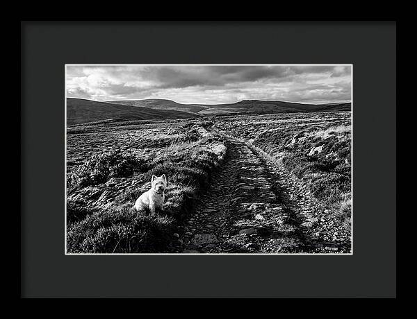 West Highland Terrier On Scottish Moor