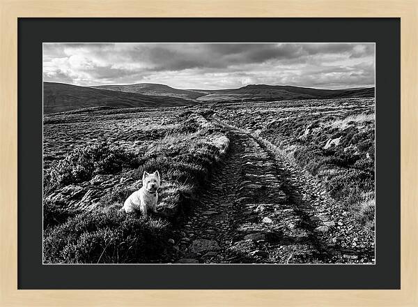 West Highland Terrier On Scottish Moor