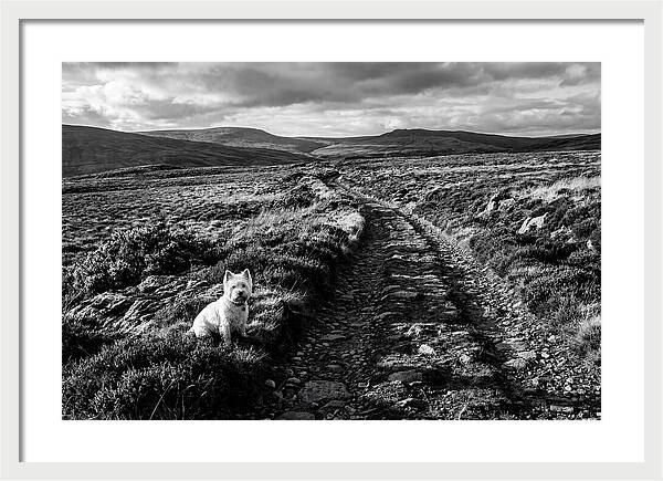 West Highland Terrier On Scottish Moor
