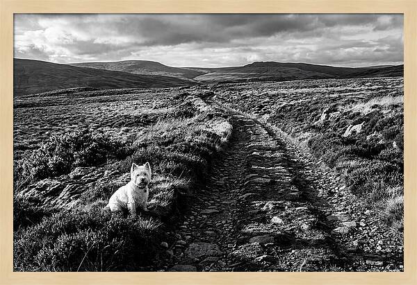 West Highland Terrier On Scottish Moor