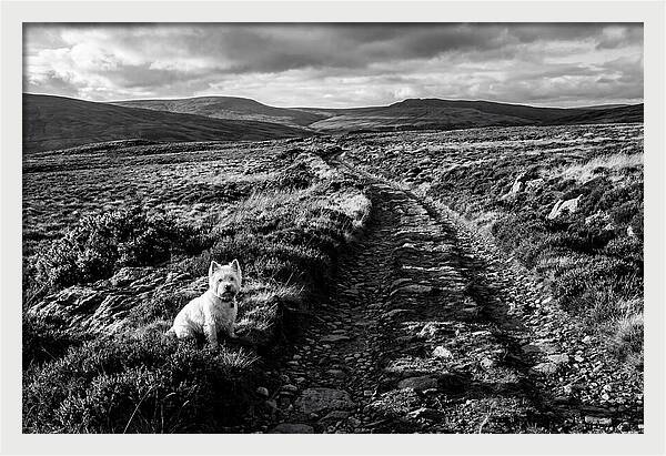 West Highland Terrier On Scottish Moor