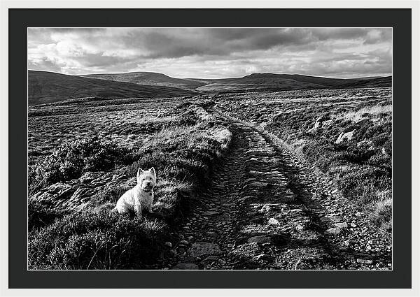 West Highland Terrier On Scottish Moor